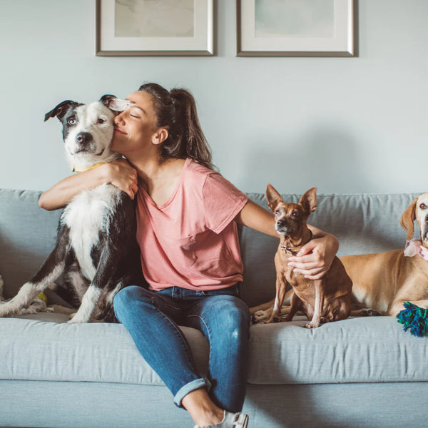 Pet Accessories