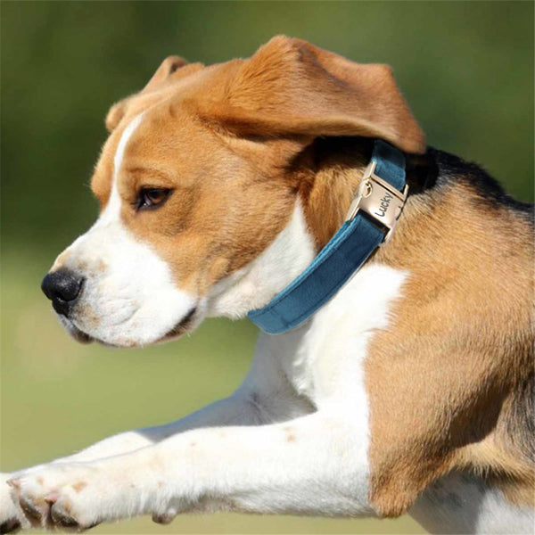 Anti Loss Collar